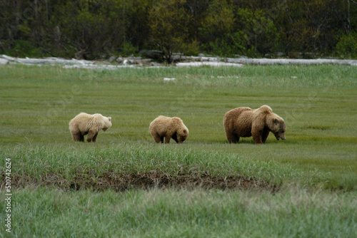 Brown Bear mom and cubs Katmai Peninsula Alaska