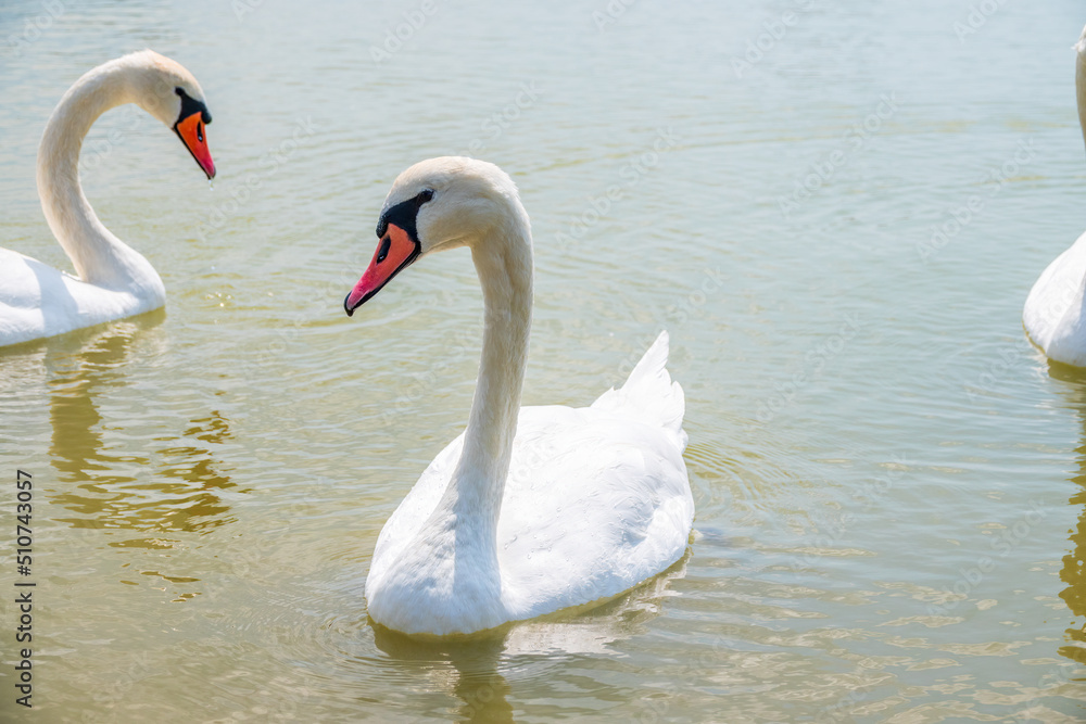 Fototapeta premium Two Graceful white Swans swimming in the lake, swans in the wild