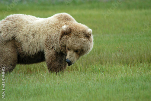 Brown Bear Katmai Peninsula Alaska