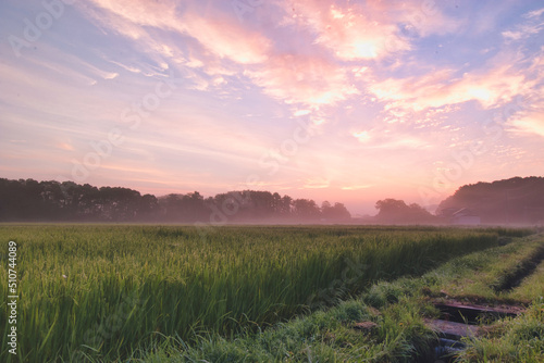 Pink sunrise and morning mist over green Japanese rice paddy field
