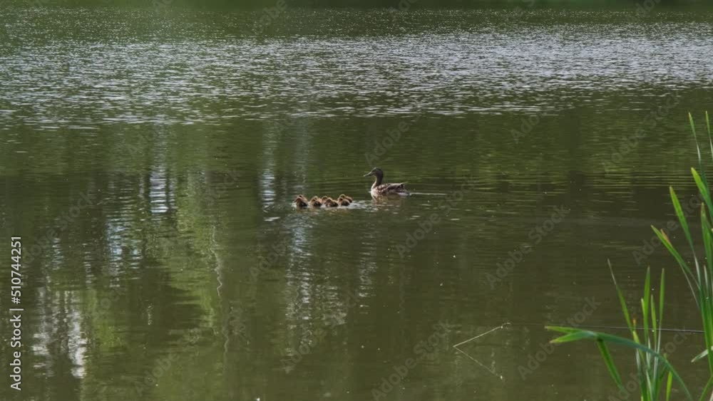 Mallard Duck (anas platyrhynchos) with hatched ducklings swimming in a lake in a spring day. Breeding season in wild ducks Mallard Duck (anas platyrhynchos) with hatched ducklings swimming in a lake in a spring day. Breeding season in wild ducks