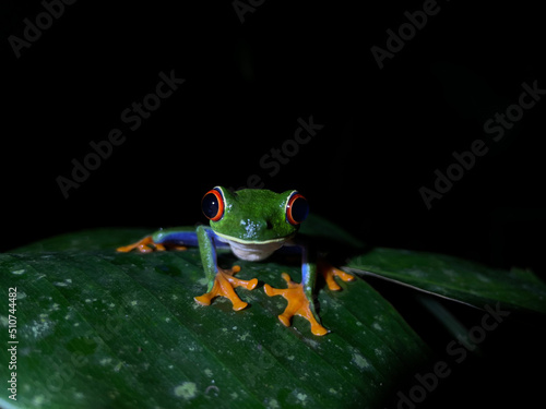Agalychnis callidryas, known as the red-eyed tree frog in Costa Rica.
