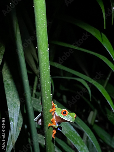 Agalychnis callidryas, known as the red-eyed tree frog in Costa Rica.
