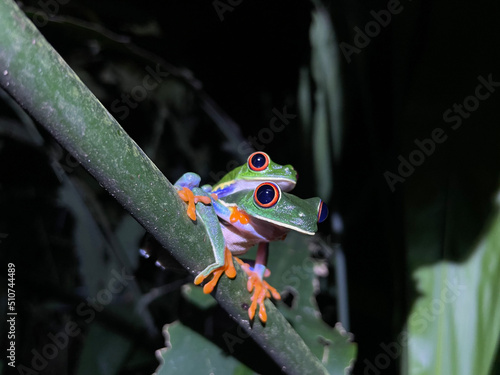 Agalychnis callidryas, known as the red-eyed tree frog in Costa Rica.