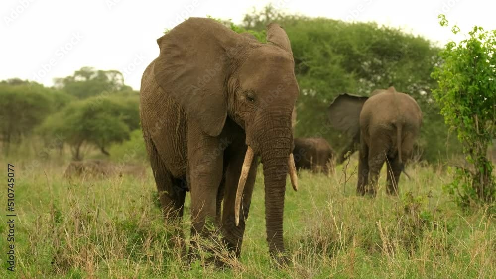 A herd of elephants grazes in a meadow during a drought in Africa. Cheerful Elephant plucks grass with his trunk and eats. A herd of elephants grazes in a meadow during a drought in Africa. Cheerful Elephant plucks grass with his trunk and eats.