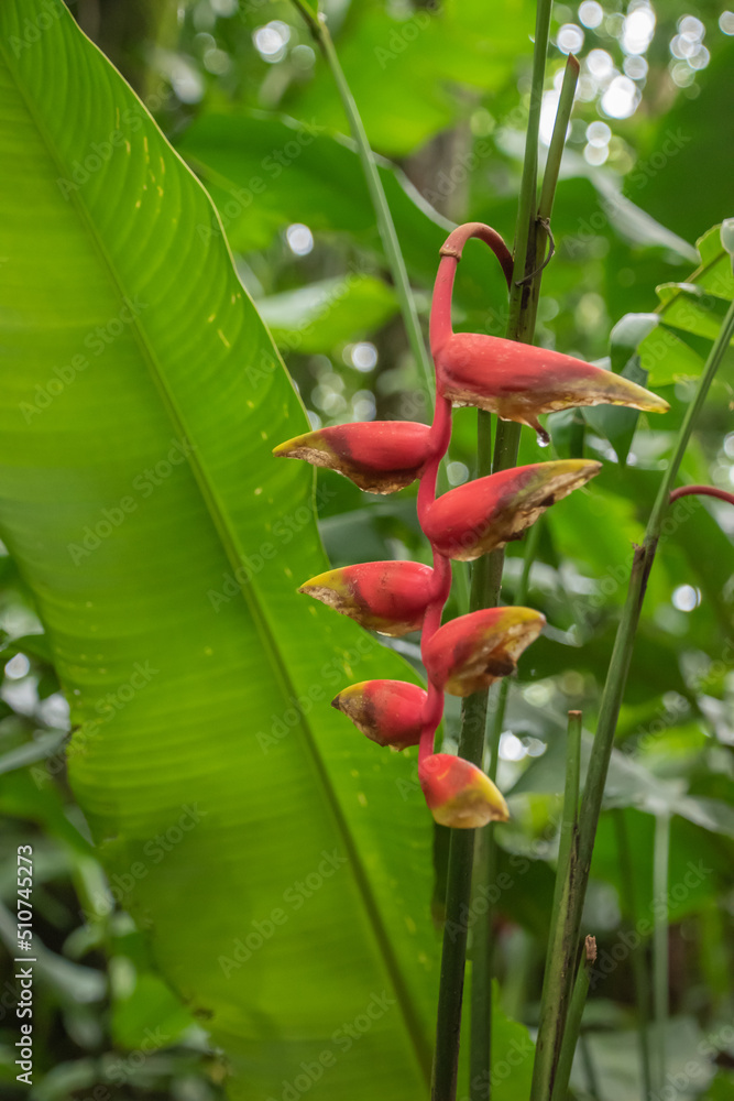 Flowers and green vegetation in the rainy season in Costa Rica. Flowers and green vegetation in the rainy season in Costa Rica.