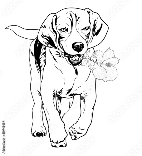 Beagle holding flowers while running.