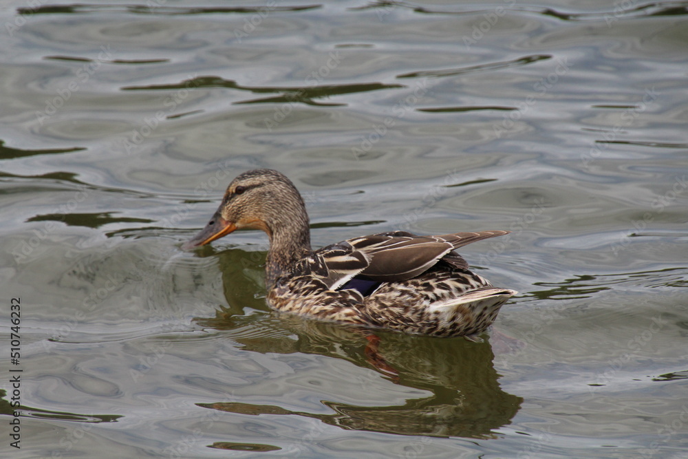 duck in the water, William Hawrelak Park, Edmonton, Alberta