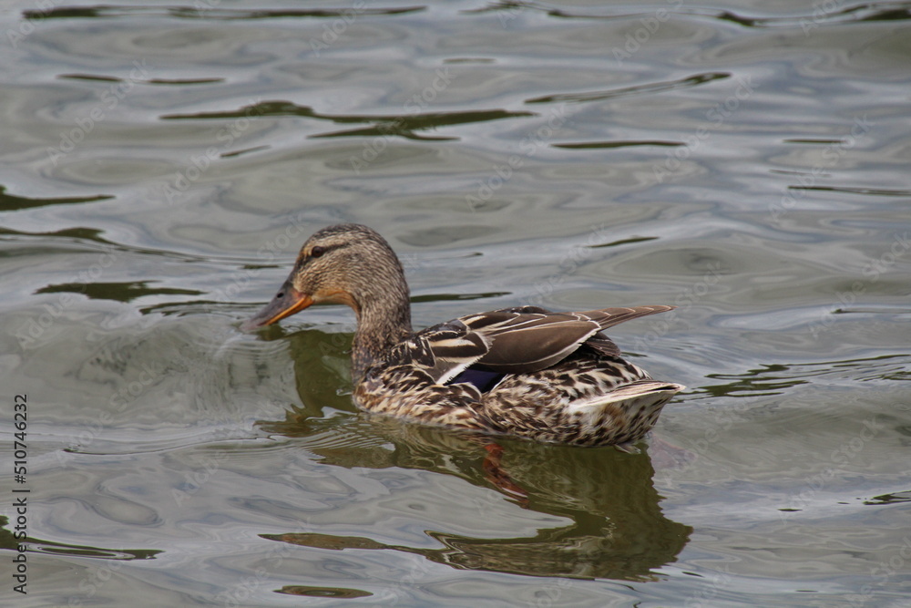 duck in the water, William Hawrelak Park, Edmonton, Alberta duck in the water, William Hawrelak Park, Edmonton, Alberta