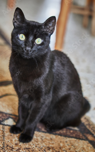 Black domestic cat with green eyes is sitting on the carpet