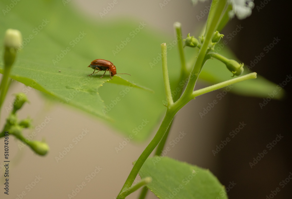 Leaf beetles, Aulacophora foveicollis eating leaf of vegetable leaf. Leaf beetles, Aulacophora foveicollis eating leaf of vegetable leaf.