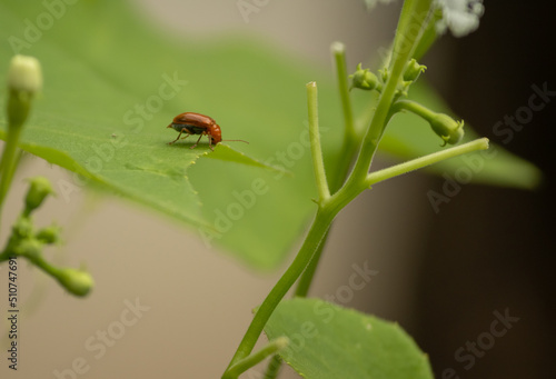 Leaf beetles, Aulacophora foveicollis eating leaf of vegetable leaf.