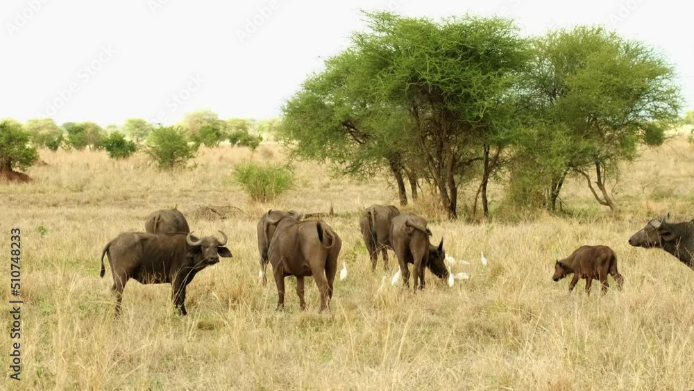 Herd of African buffaloes grazing in grassland Herd of African buffaloes grazing in grassland