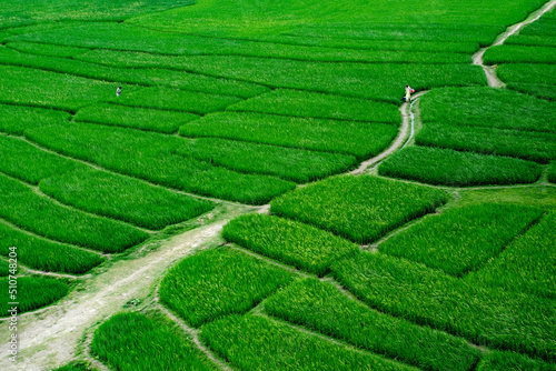Green paddy/ rice field in Bangladesh