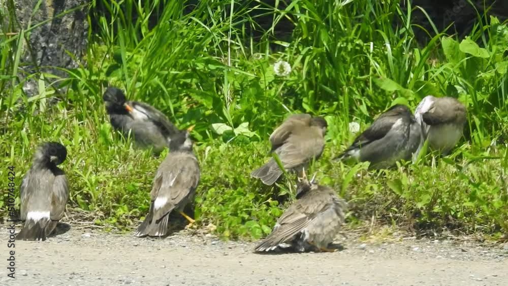 椋の木の実を好むことから「椋鳥(ムクドリ)」の名前が付いたと言われています。 椋の木の実を好むことから「椋鳥(ムクドリ)」の名前が付いたと言われています。