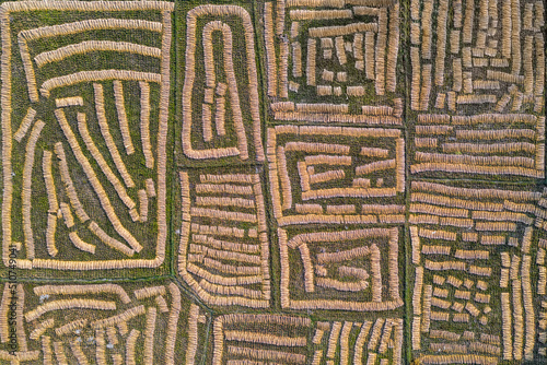 Aerial view of paddy/ rice fields