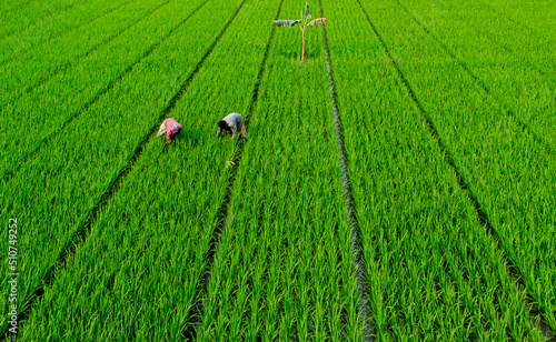 Harvesting paddy photo