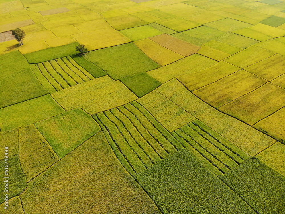 Aerial view of paddy/ rice fields