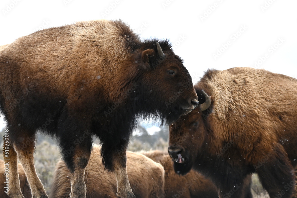 Bison calves Montana Yellowstone west gate Bison calves Montana Yellowstone west gate