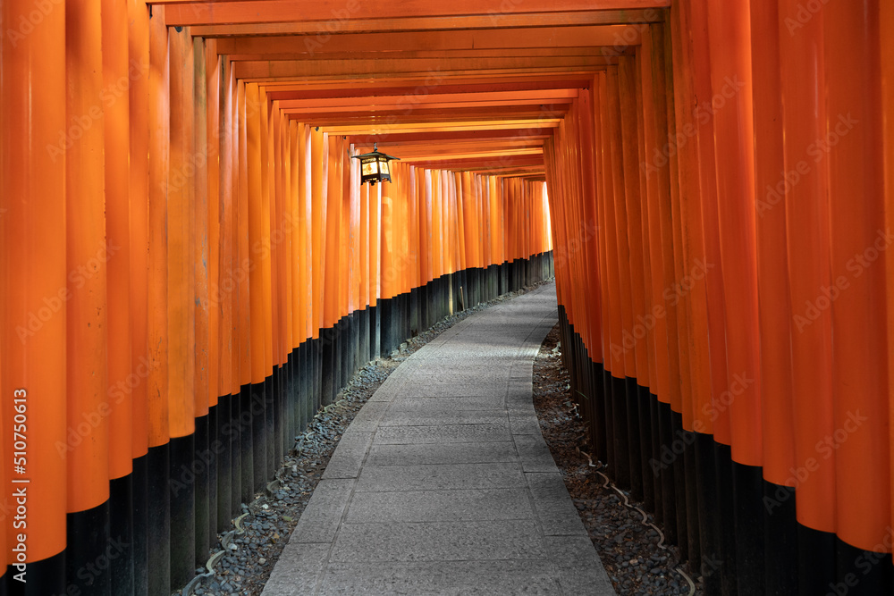 Fototapeta premium 伏見稲荷大社 千本鳥居