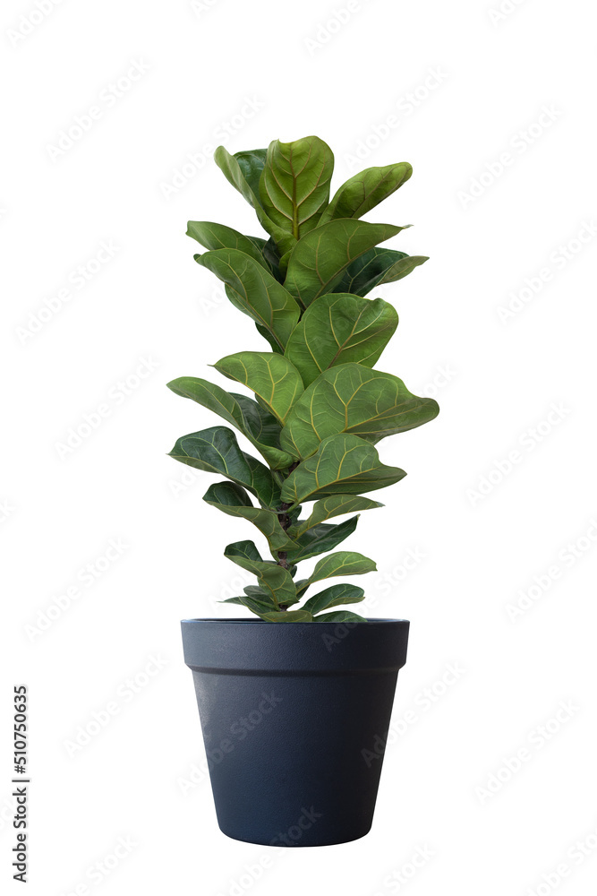 Ficus Lyrata planted in pots,on black background with path line Ficus Lyrata planted in pots,on black background with path line