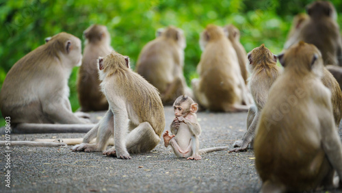 Photography Portrait, baby monkey or Macaca in a nature park it is lounging near its mother in the middle of a herd of great apes  enjoy happy feels safe from danger
