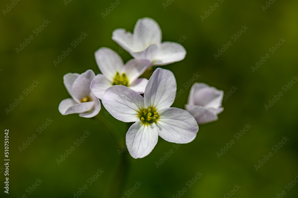 Cardamine pratensis growing in meadow, close up Cardamine pratensis growing in meadow, close up