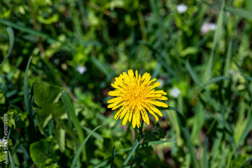 Taraxacum officinale in meadow