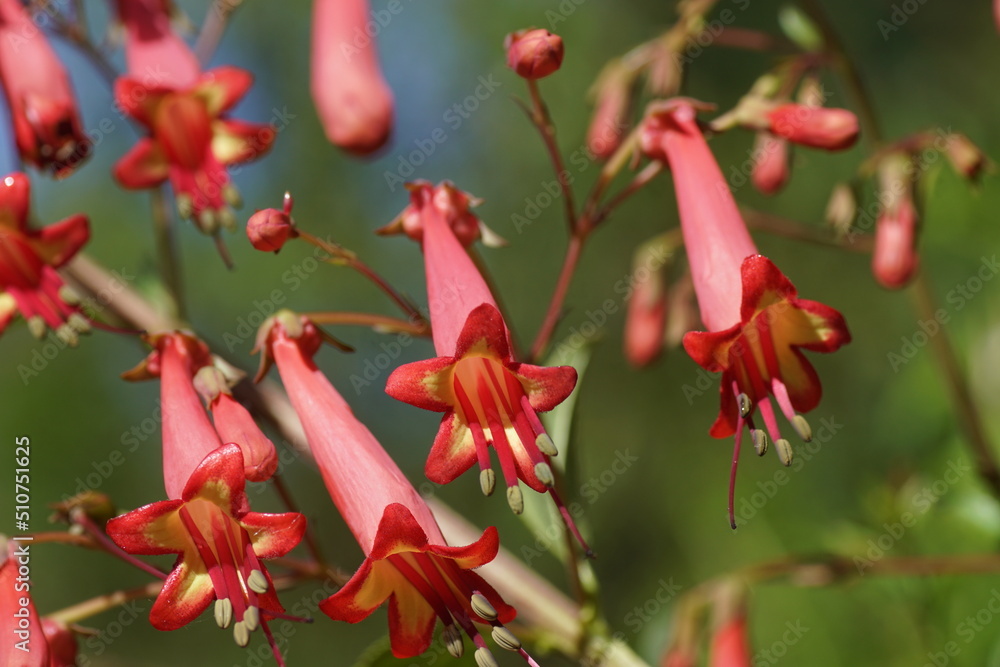 Obraz premium Close up of cape fuchsia (Phygelius capensis). Figwort family (Scrophulariaceae). Red flowers in a Dutch garden, June. 