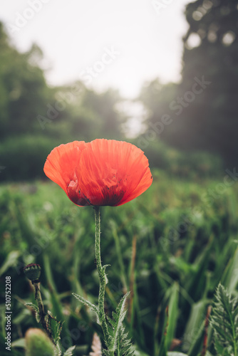 Red, single poppy flower against green, nature background. Blurry light. photo