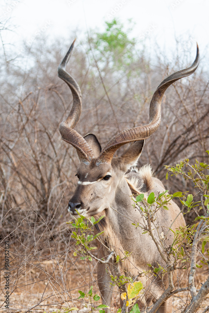 Greater Kudu male, standing on the open grasslands of Africa Greater Kudu male, standing on the open grasslands of Africa