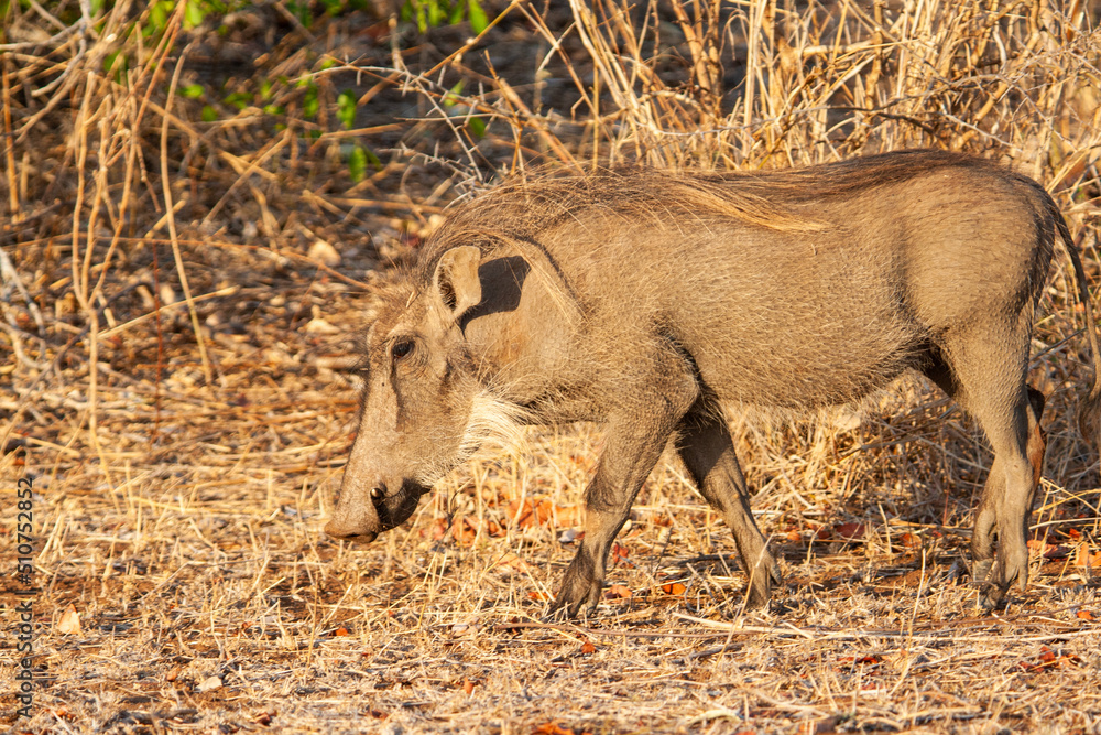 Warthog foraging in the grasslands of Africa Warthog foraging in the grasslands of Africa
