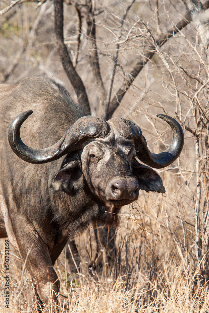 Old Africa Buffalo walks through the dying bush	