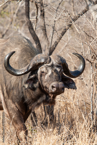 Old Africa Buffalo walks through the dying bush 