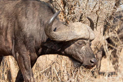 Old Africa Buffalo walks through the dying bush  © wayne
