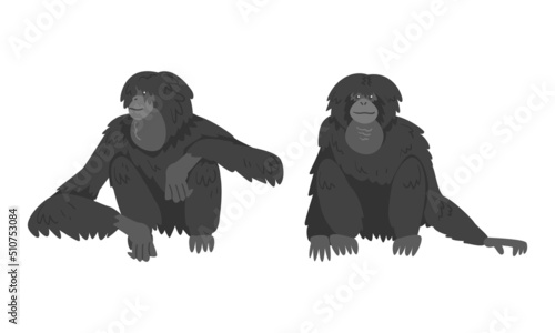 Siamang Monkey as Arboreal, Black-furred Gibbon Vector Set