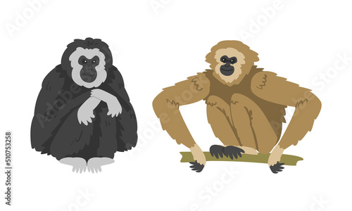 Pileated Gibbon Monkey as Ape with Black Shaggy Fur Vector Set