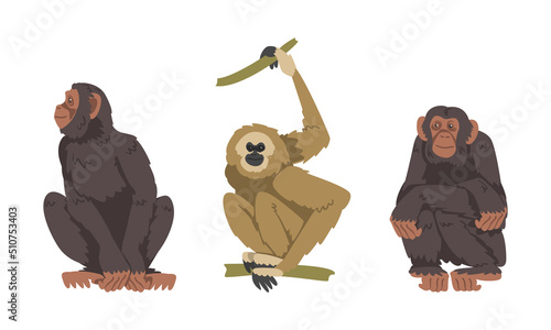 Chimpanzee and Gibbon Monkey as Great Ape Specie Native to Tropical Africa Vector Set