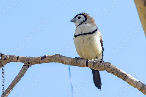 Double-barred Finch in Queensland Australia photo