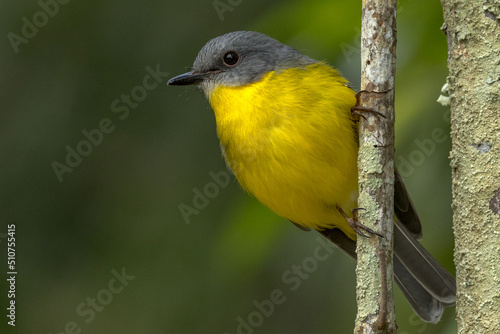 Eastern Yellow Robin in Queensland Australia