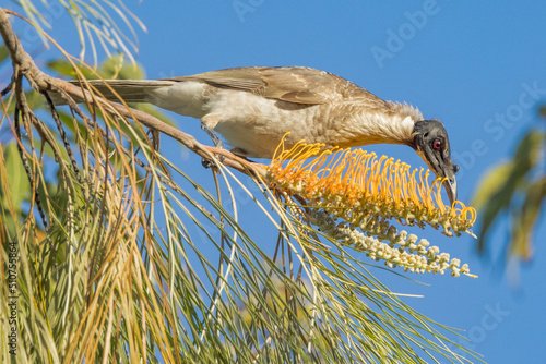 Noisy Friarbird in Queensland Australia photo