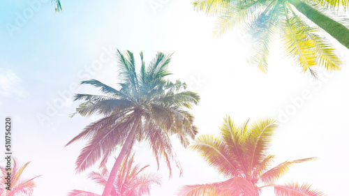The baner colors with a tropical in Summer of Palm Trees Vintage - cloud sky summer tropical summer image background