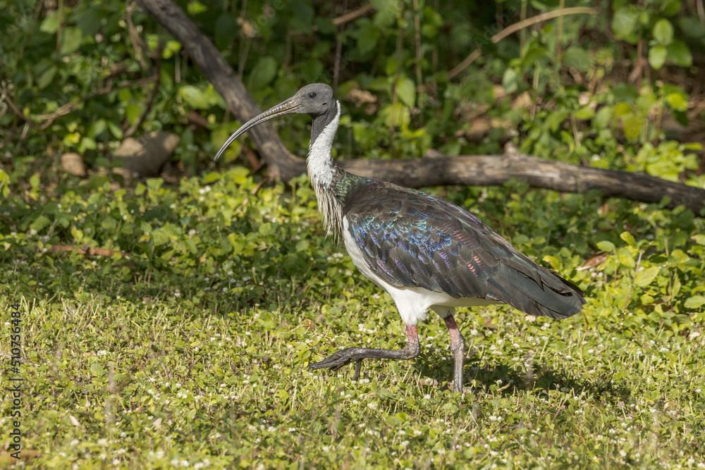 Straw-necked Ibis in Queensland Australia Straw-necked Ibis in Queensland Australia