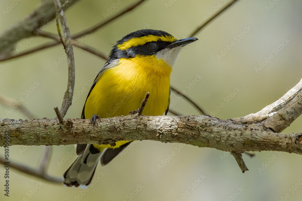 Obraz premium Yellow-breasted Boatbill in Queensland Australia