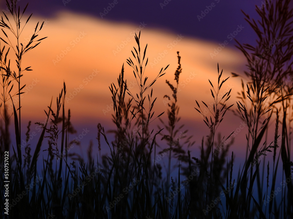 Ears of grass at dusk in summer