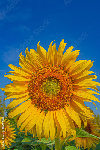 Beautiful sunflowers in the field with bright blue sky Close-up.