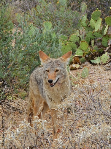 Wallpaper Mural  a coyote amongst prickly pear cacti in the tucson mounatin district of saguaro national park, near tucson, arizona Torontodigital.ca
