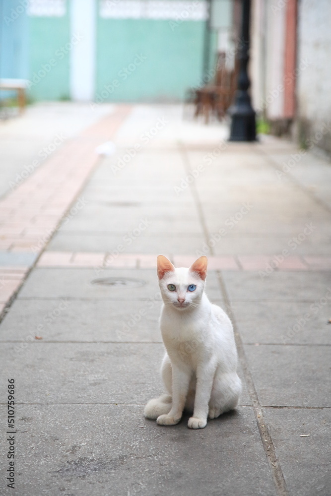 街角で出会ったかわいい子猫