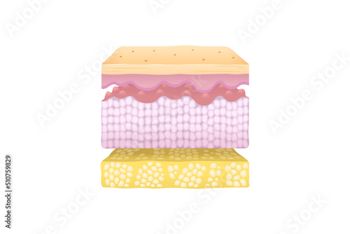 Normal Human Skin Split Layers Cube