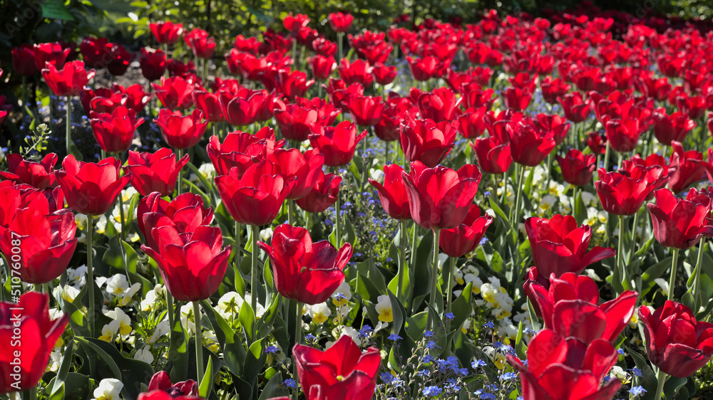 A field of red tulips in sunlight A field of red tulips in sunlight